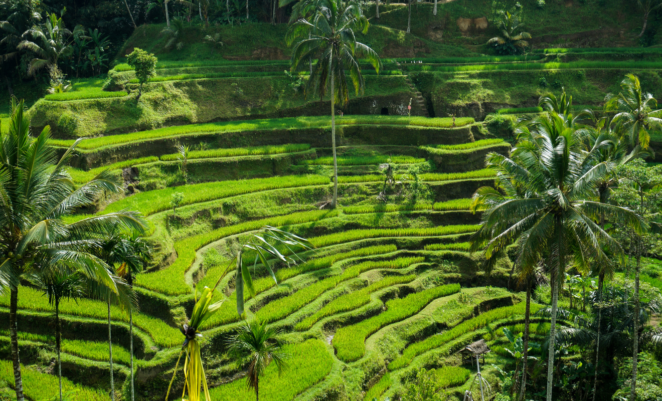 3d2n bali free easy (7)