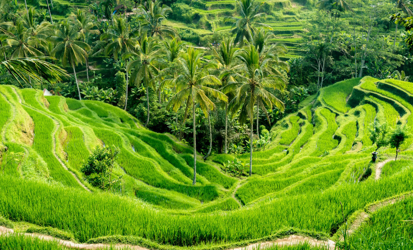 4d3n bali easy (3)