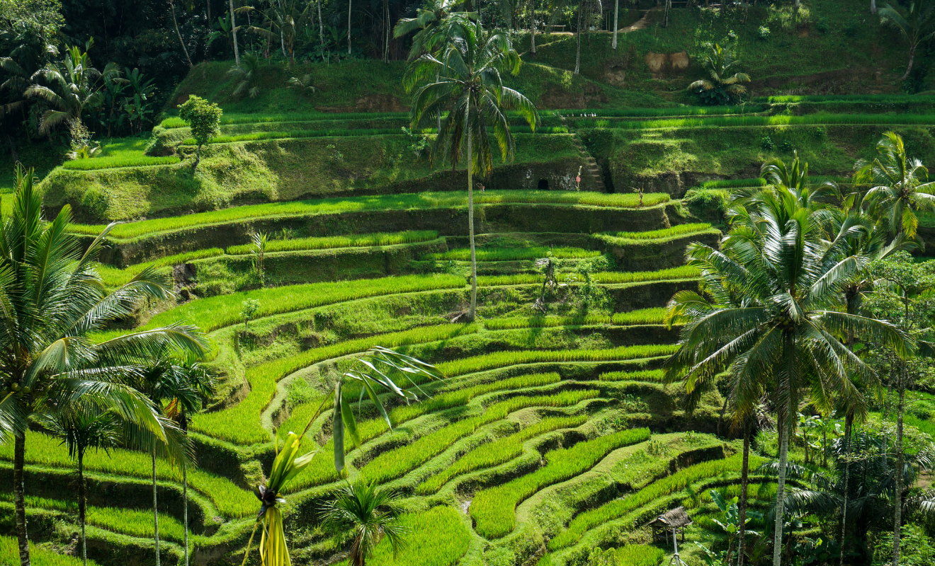 4n3d bali honeymoon (6)